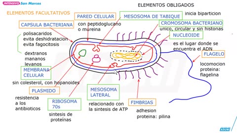 INTENSIVO ADUNI 2024 | Semana 01 | Trigonometría | RV | Biología