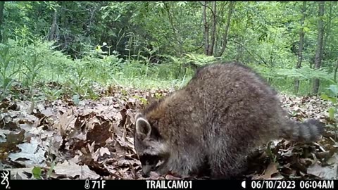 Michigan Trail Camera Video footage from 2023