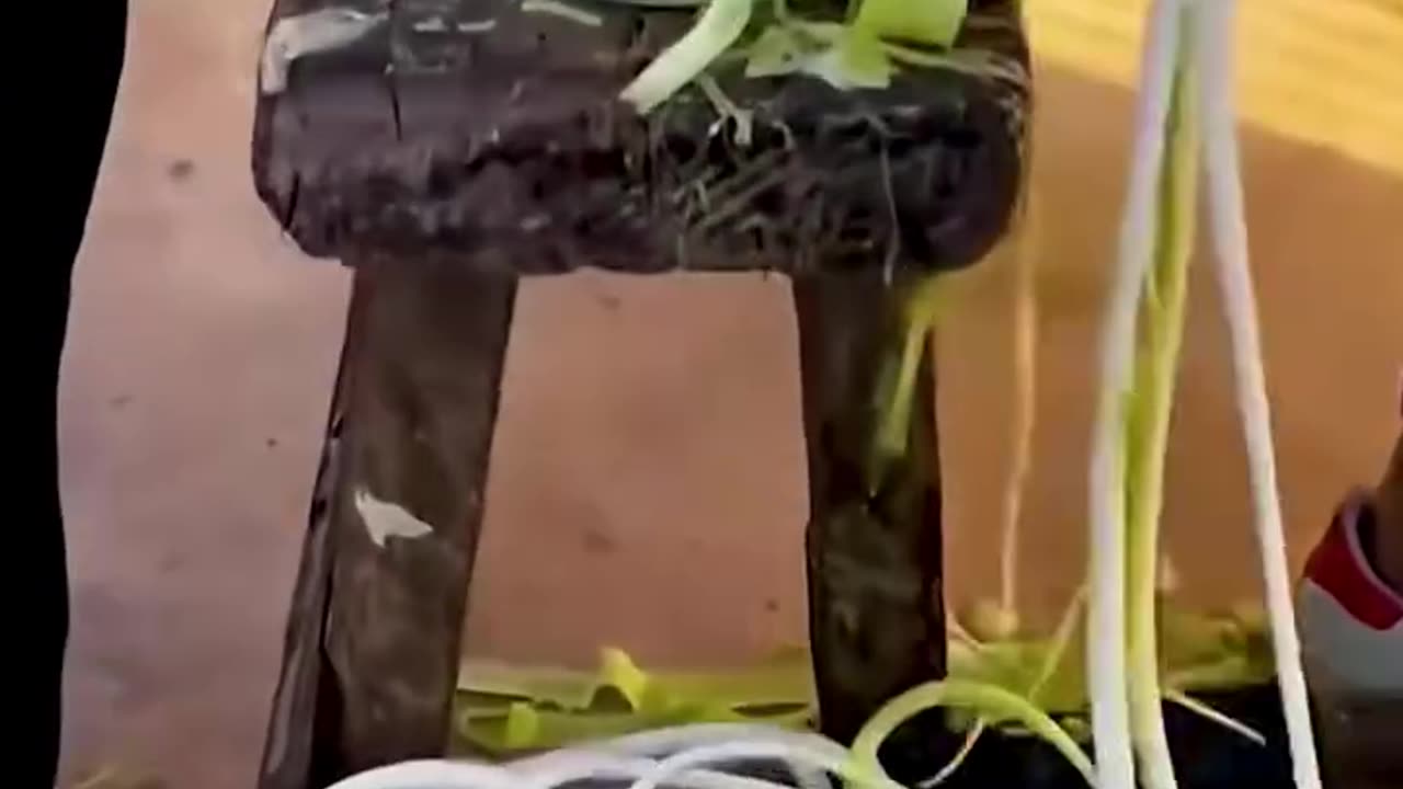 A basic fruit peeling machine.hd