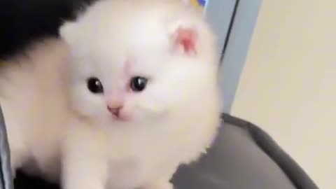 Funny Cute Cat🤣😊 Stay Tune to last. Funny & cute animals.