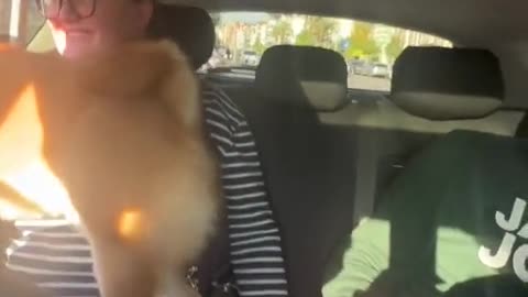 Look what this little dog does when he touches him