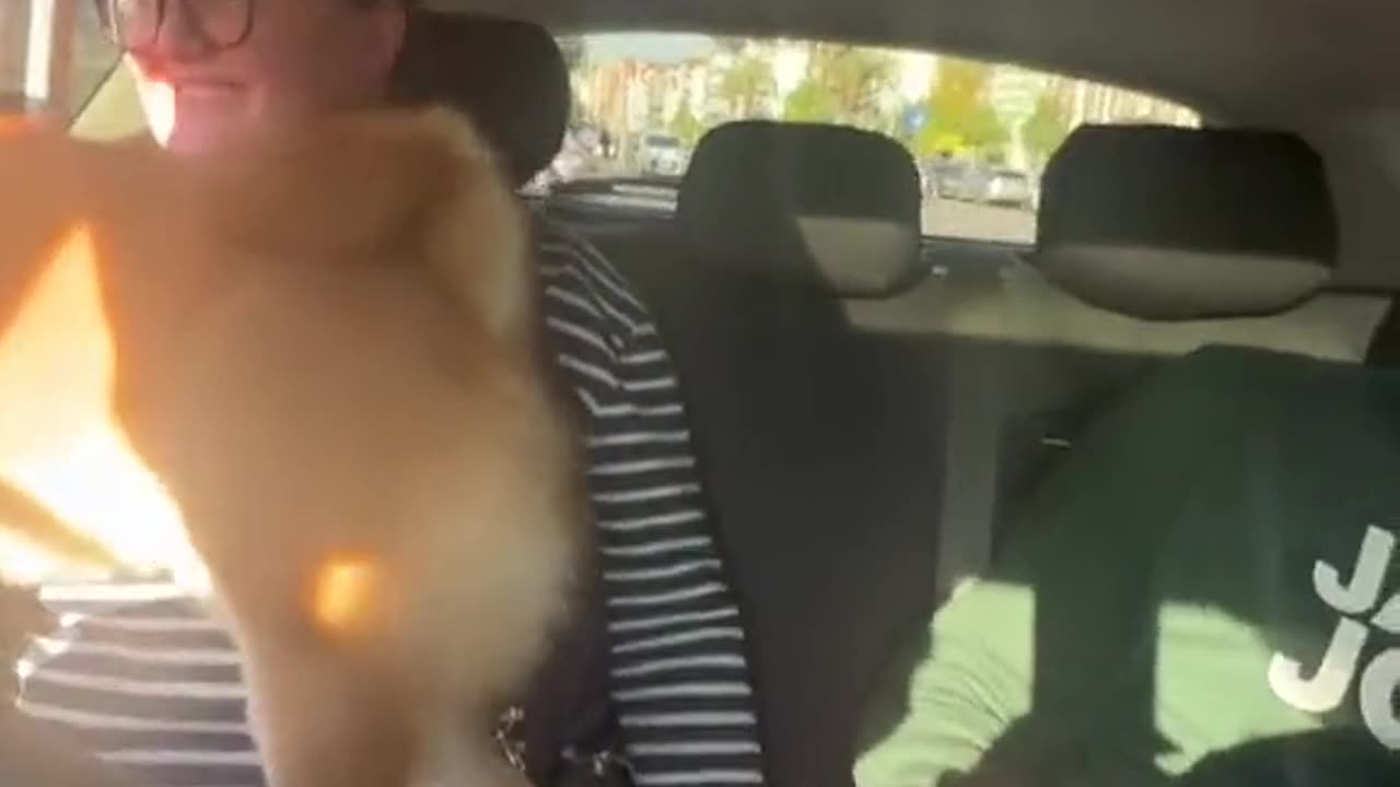 Look what this little dog does when he touches him