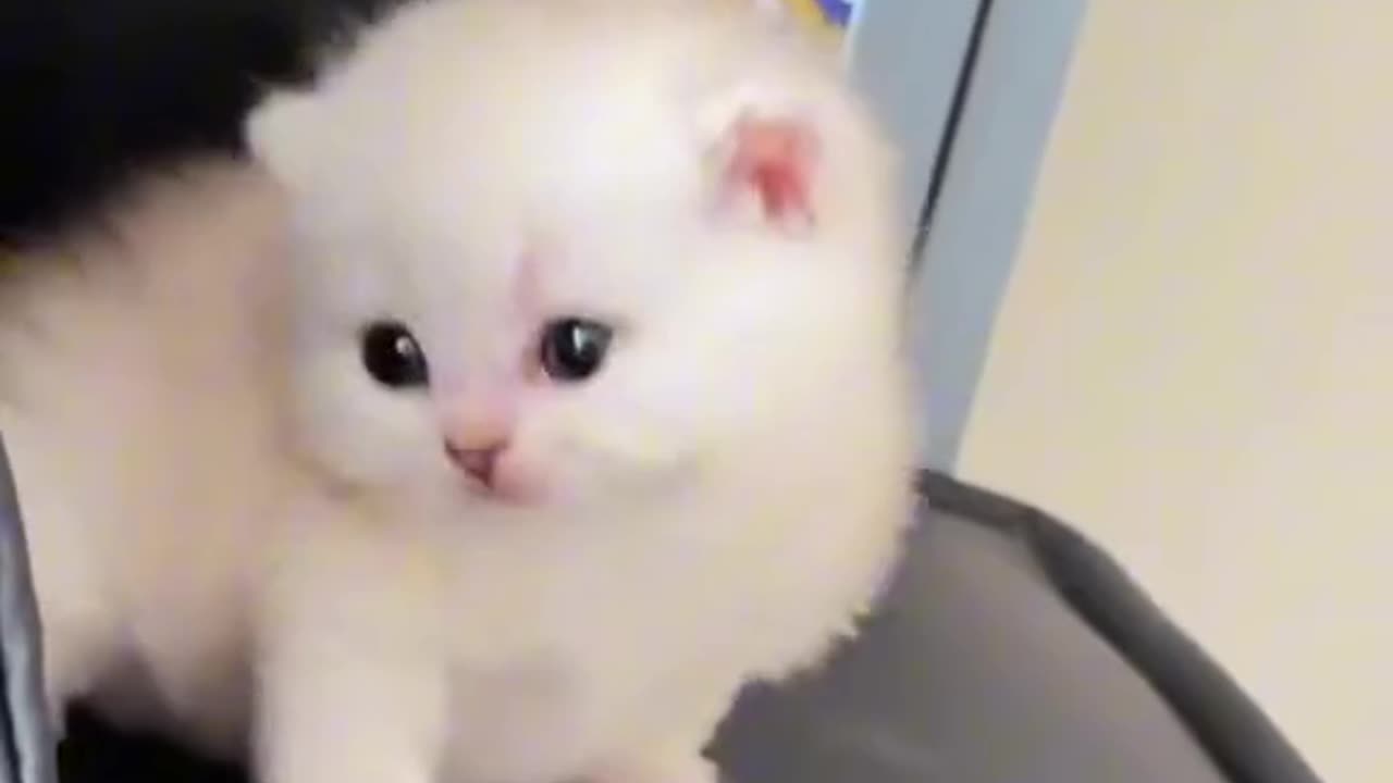 Cute cat 🐈 and funny videos 🤣 😂 cute cat baby enjoy and happy 😁 in life