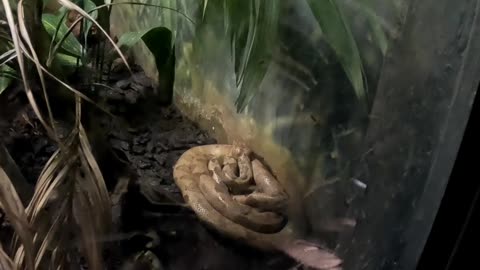 Annulated Boa at the San Diego Zoo
