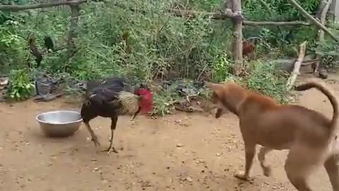 Funny video| funny cock fighting|hilarious video