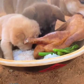 Little Dog's Meal Time as Mountain Bandits Approach