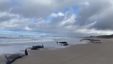 More than 150 whales washed up on a remote beach in Australia