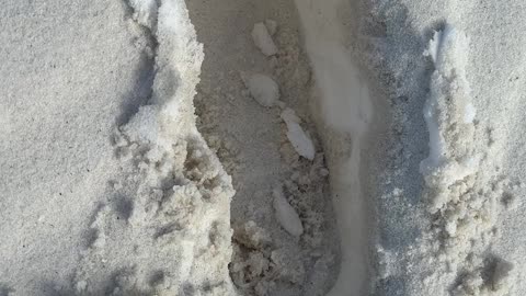 Snow Found Beneath Sand After Record-Setting Florida Snowfall