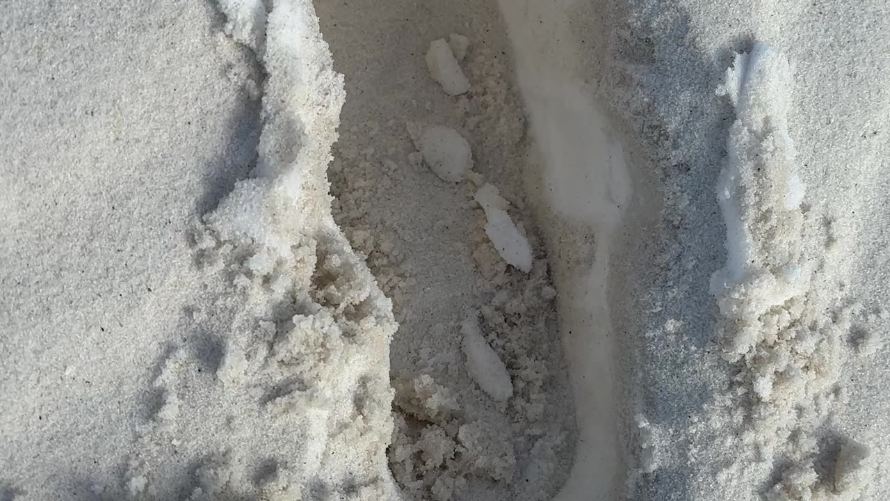 Snow Found Beneath Sand After Record-Setting Florida Snowfall