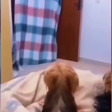 Funny Pets