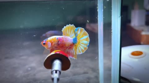 Betta Fish - Beautiful Yellow Betta