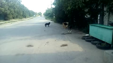 Clever Pup Outsmarts Thirst and a pack of dogs Will Make You Smile