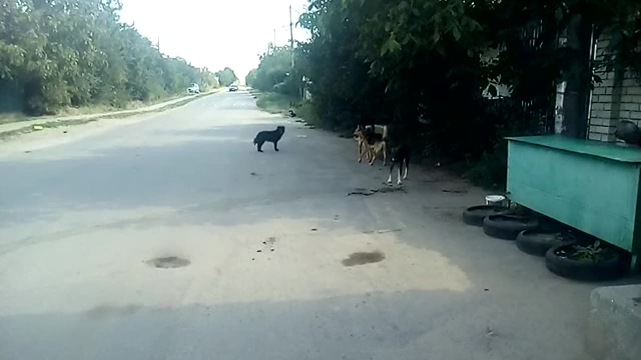 Clever Pup Outsmarts Thirst and a pack of dogs Will Make You Smile