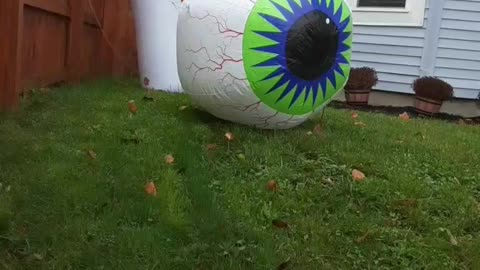 Part 2. Eyeball & Ghost pan.