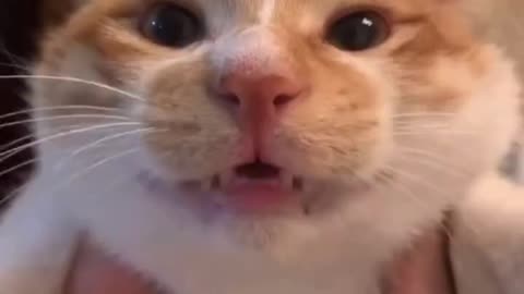 Cat cute and funny video