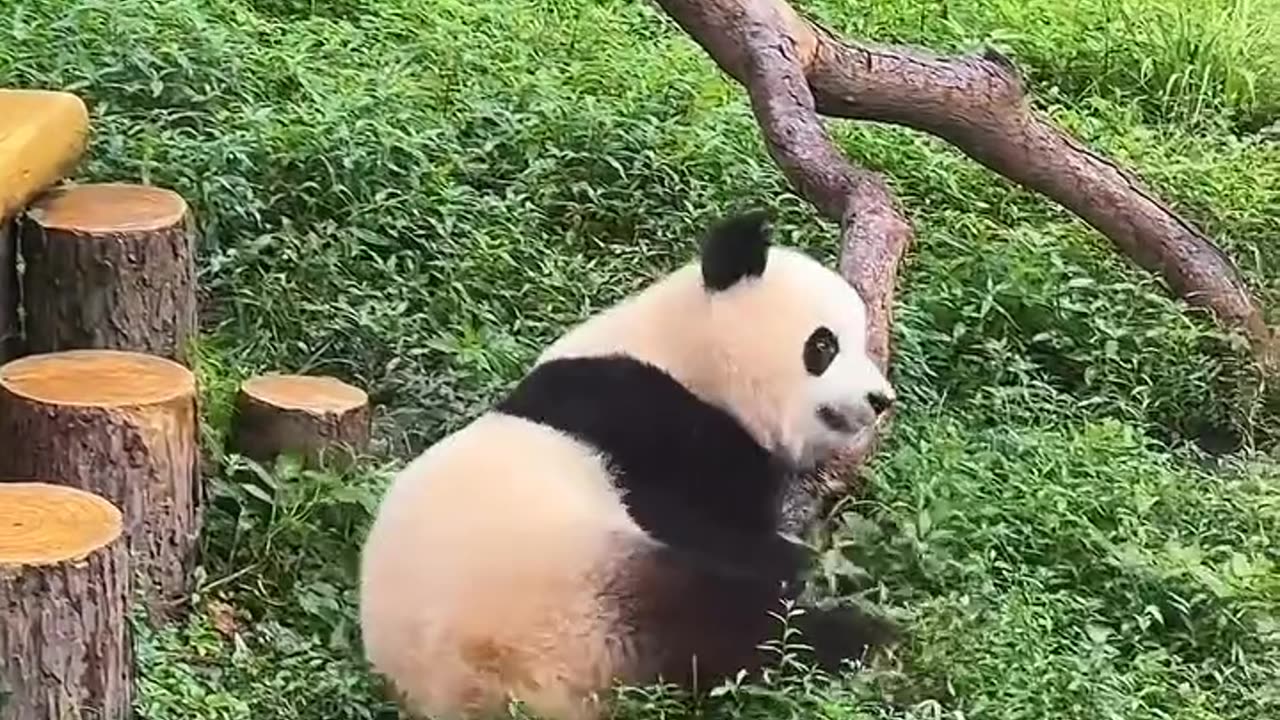 How do pandas survive by themselves in Nature?🐼🐨