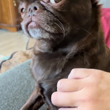 Sassy Pup Gets Scratches in Style – Adorably Demure!