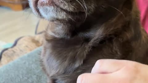 Sassy Pup Gets Scratches in Style – Adorably Demure!