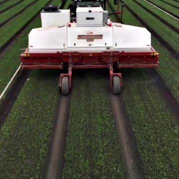 LASER WEED KILLERS have arrived 🍃🌿