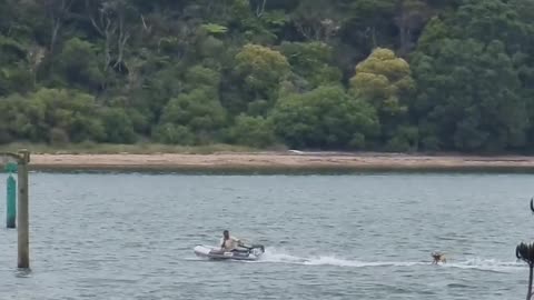 Frenchie on Wakeboard