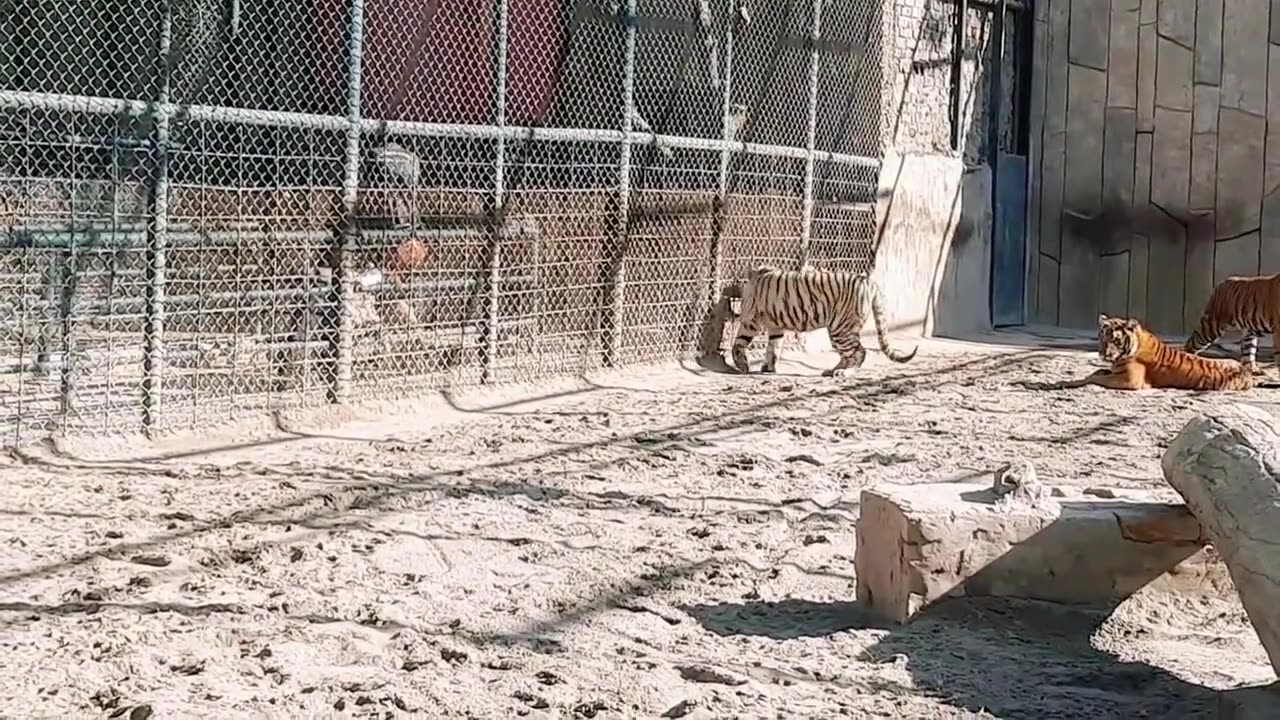 Zoo & Tigers