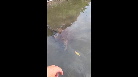 A bison skull spotted in clear water along a river bank