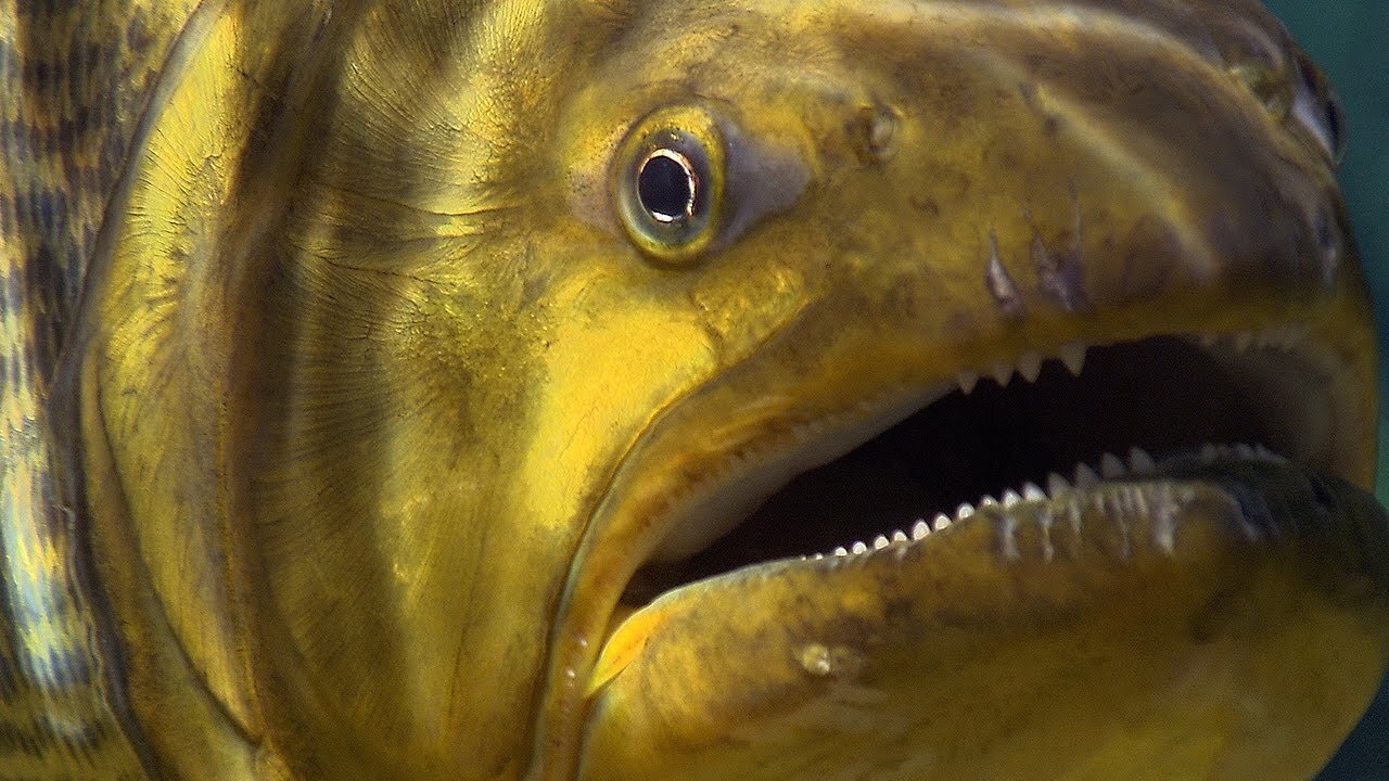 Piranha Feeding Frenzy