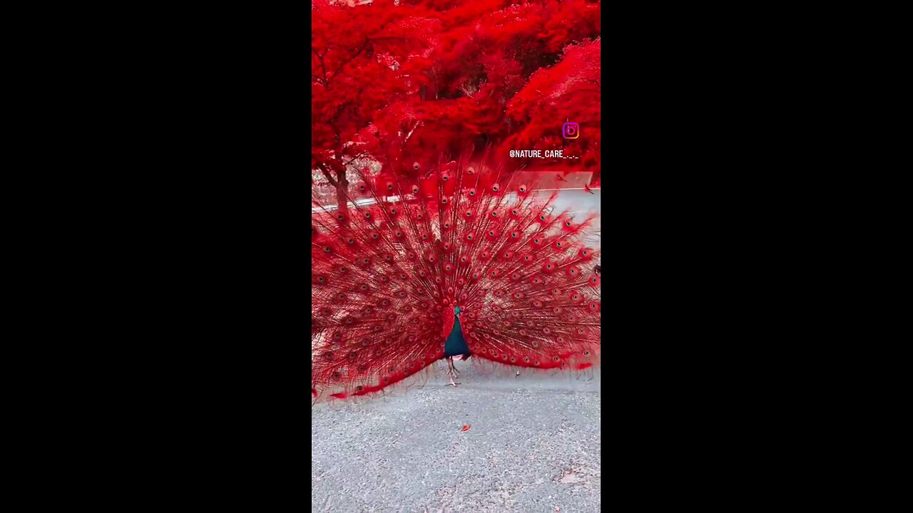 #Red peecock