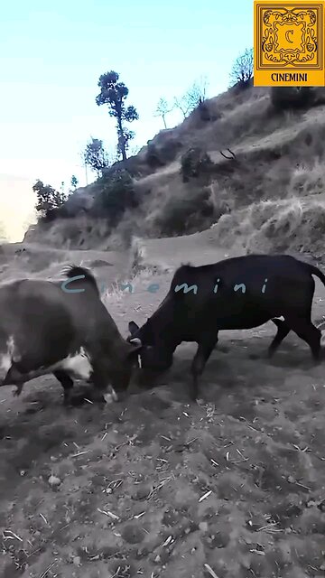 wild life Spanish Bull fight