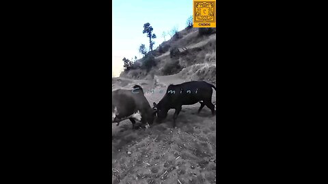 wild life Spanish Bull fight