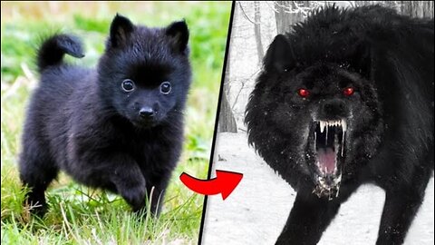 Before and After animal growing up!