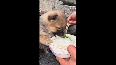 puppies also like to eat noodles