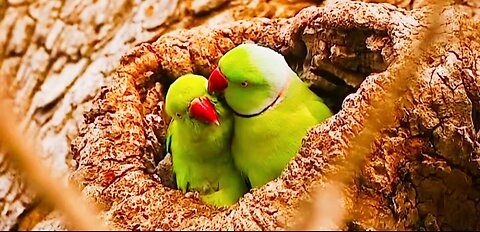 Beautiful Parrot love