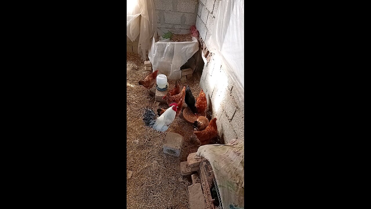 Chickens farm | Petstreet