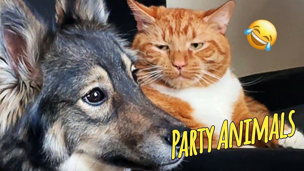 Funny Party Animals videos part 6 - Funny cats/dogs - funny animal