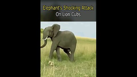 Animals attack