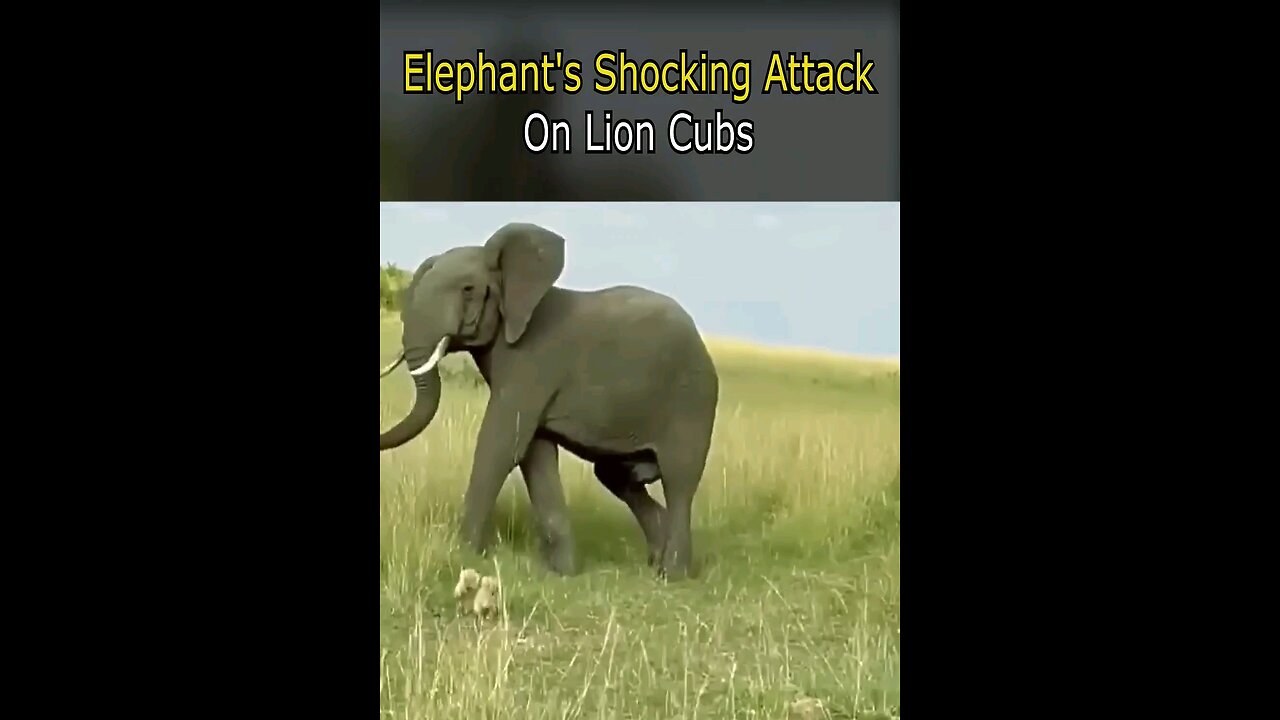 Animals attack
