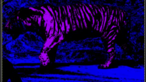 Tiger #Drawing
