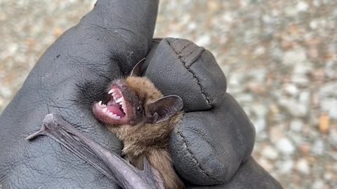 Grumpy Bat Protests Relocation