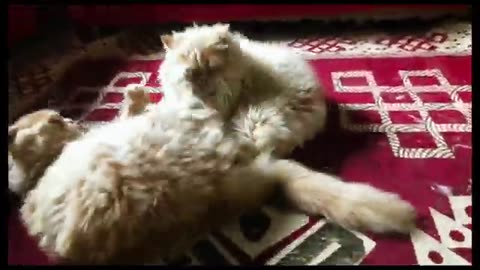 Ultimate Funny Cat Videos Compilation – Laugh Out Loud Moments