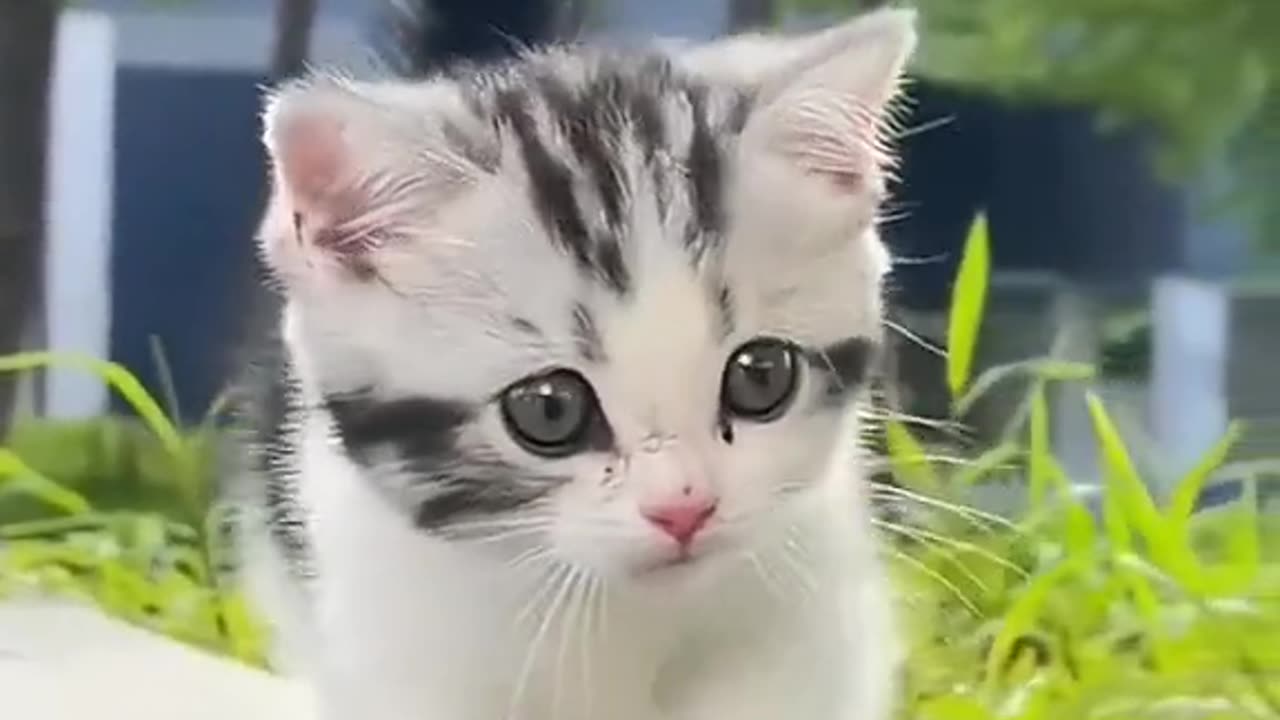 cute baby cat