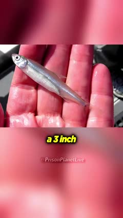 Paul Joseph Watson - The Truth About the L.A. Fires