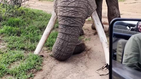 Big Elephant Tusker Crushes Ground in Powerful Display