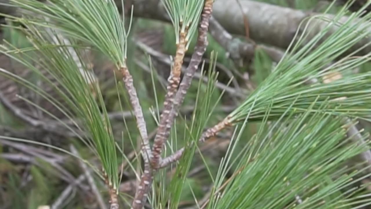 5 Survival Uses of Pine Trees.