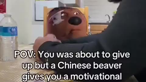 Motivational Chinese Beaver