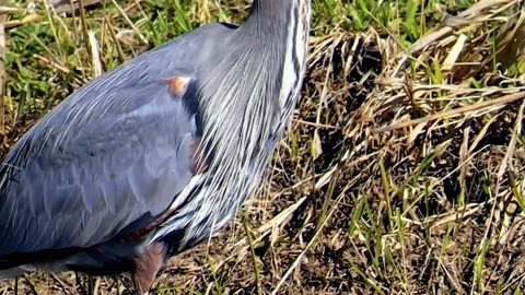 Great Blue Heron (beautiful wading bird) Ridgefield Nature Preserve Washington State