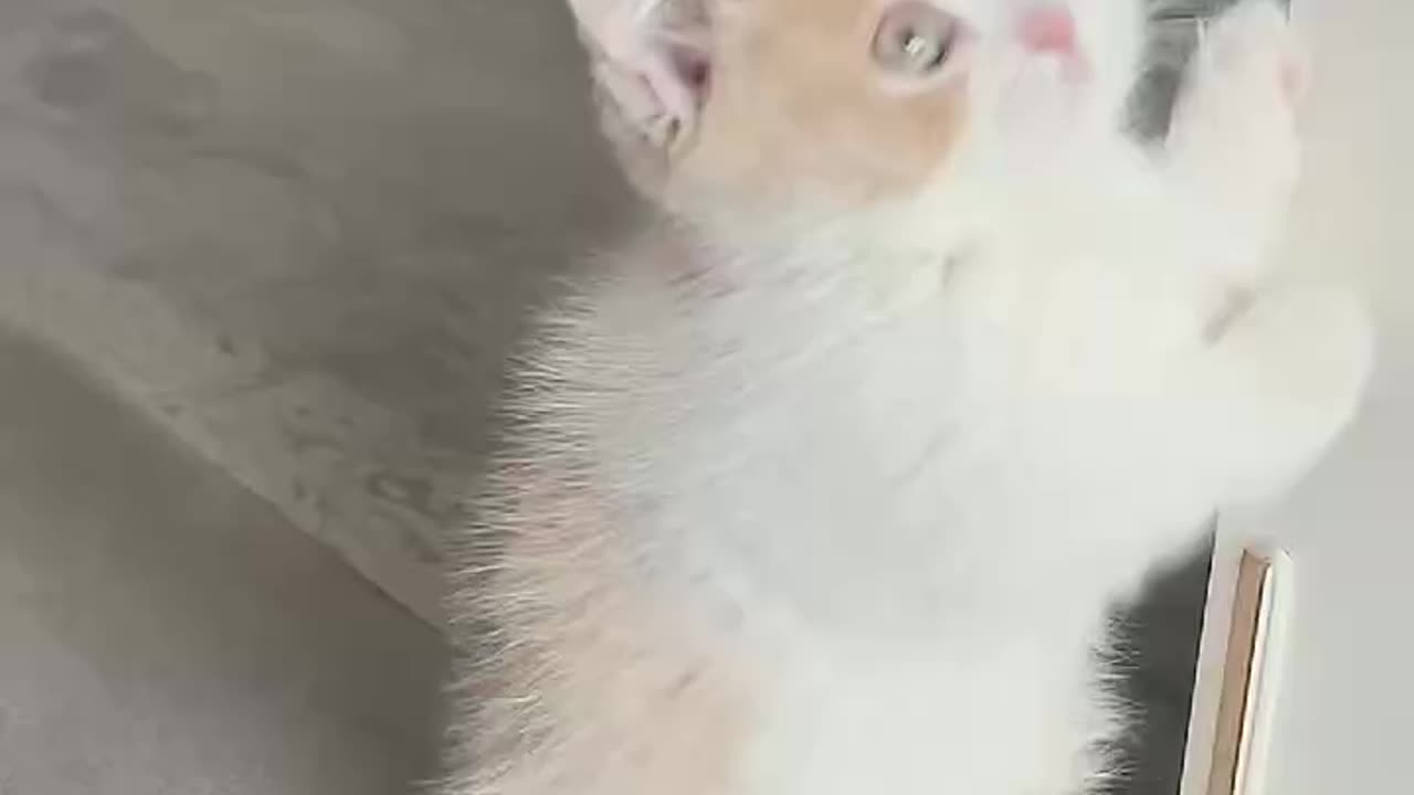 "Especially Adorable Cats That Love to Show Off; So Cute."