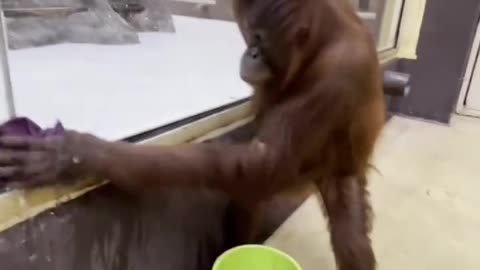 Orangutan cleaning glasses