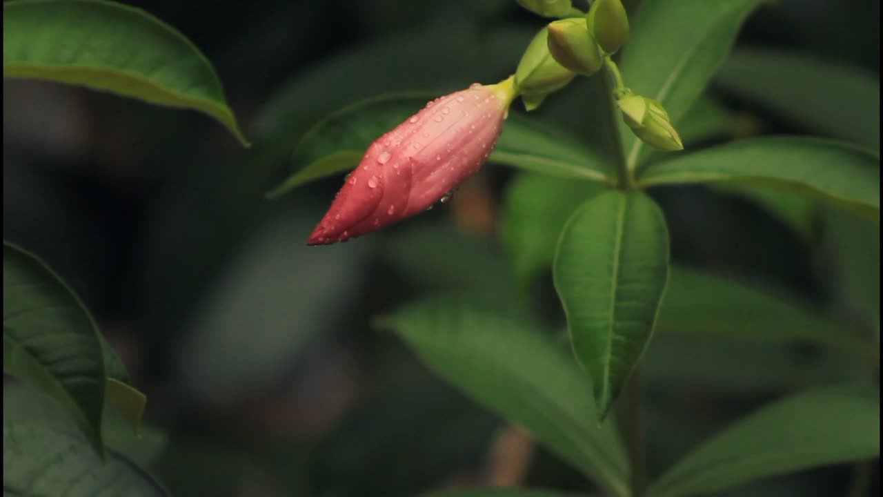 Soothing Rainsounz 🌦