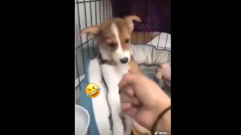 Funniest TikTok Dogs and Cats Try Not to Laugh with TikTok Animals 2020